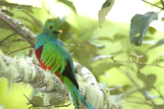 The Quetzal Birdwatching Tour From Guatemala City - Guatemala's National Bird - Additional Details