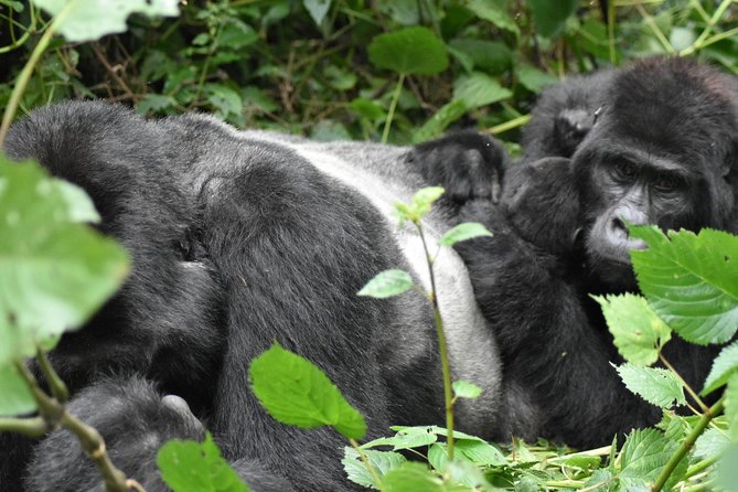 Three Days Gorilla Safaris In Uganda - Accessibility and Health