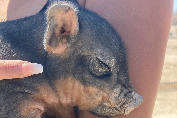 Tickets to Nature Health Farms Petting Zoo, Antique Store & Hemp Farm in Pahrump - Ticket Information and Booking Options