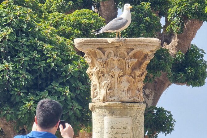 Tipaza Ruins Tour - Tour Details and Schedule