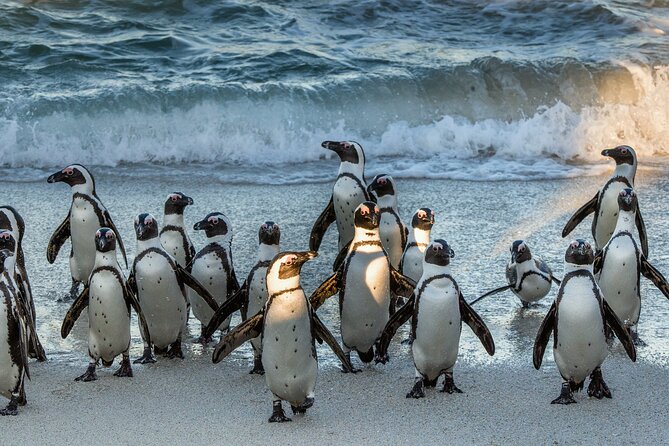 Top 10 Super Tour: Table Mountain, Penguins & Cape of Good Hope Small Group Trip - Customer Experiences