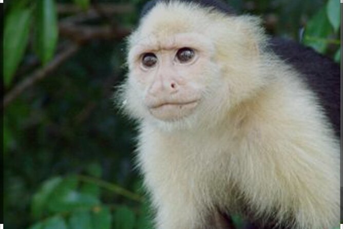 Tour Gatun Lake Wildlife Monkey Watch and Sloth Sanctuary - Timing and Wildlife Encounters