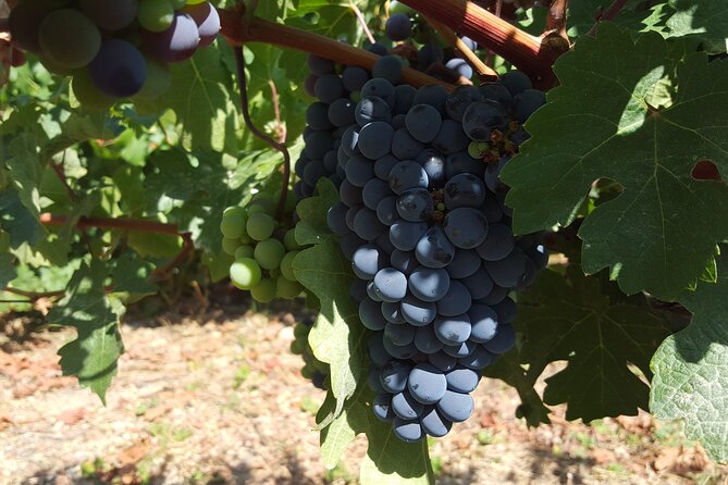 Tour in Colchagua Vineyards Montes and Vineyards Viu Manent - Questions About Your Stay