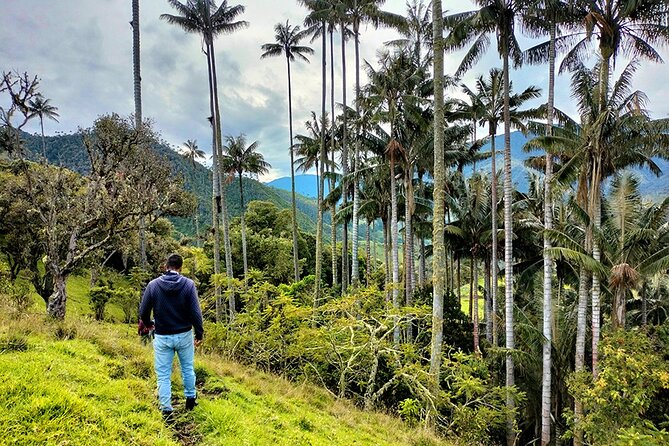 Tour La Carbonera. a Large Forest of Wax Palms - What to Expect on the Tour
