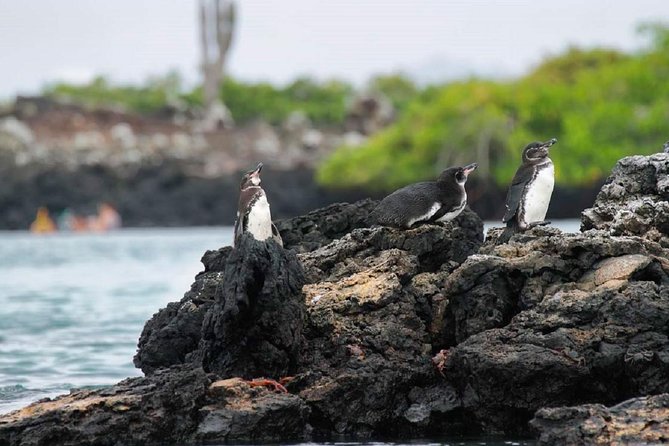Tour to Tintoreras Bay From Isabela Island - Meeting Points