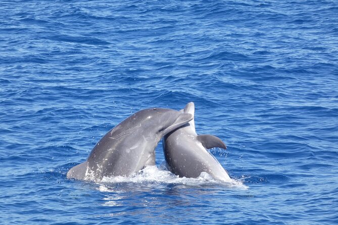 Tour With Whale and Dolphin Watching Plus Food Included - Departure and Sightings