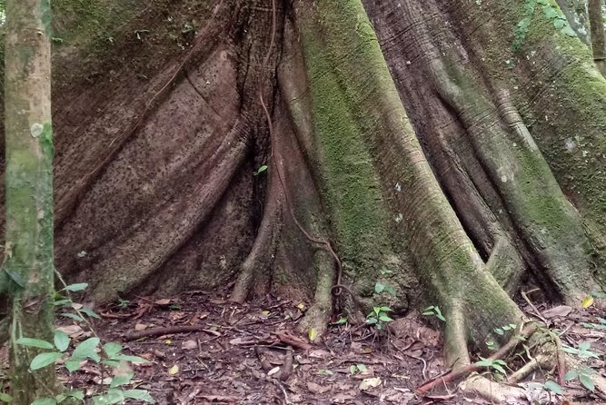 Tours - Peru Connection With Nature Iquitos - Local Culture and Cuisine