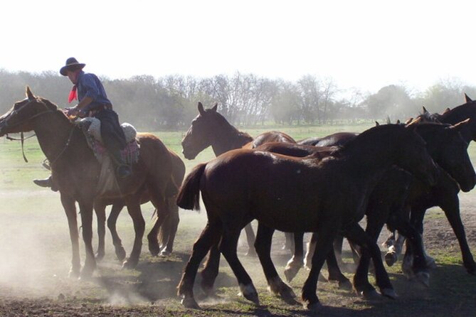 Traditional Gaucho Festival Full Day Tour From Buenos Aires - Participant Information