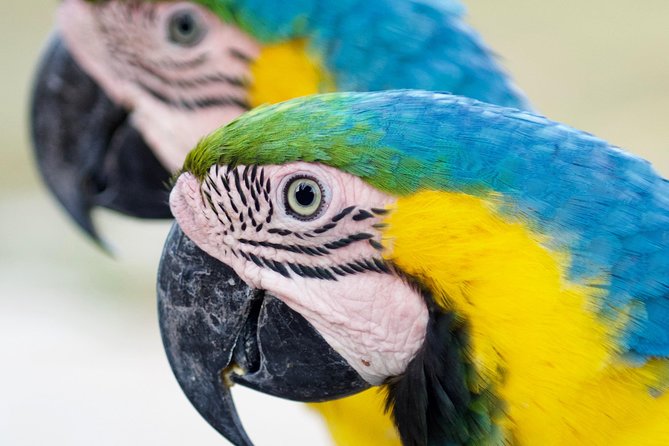 Transport!Round Trip to the AVIARY - Cancellation and Booking