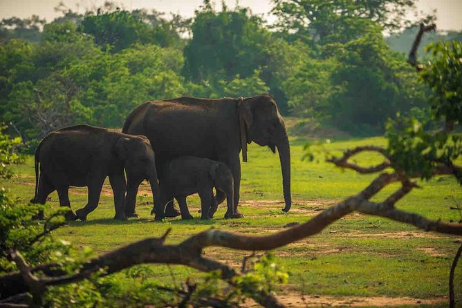 Travel to Ella From Galle With Udawalawe National Park Safari on the Way - Inclusions of the Tour