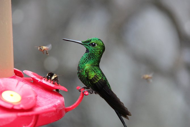 Trinidad Nature & Hummingbird Experience - Meeting and Pickup