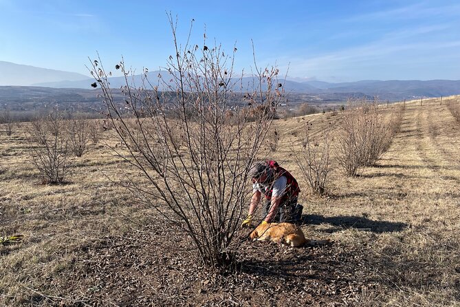 Truffle Hunting in Kyustendil - Unique Countryside Adventure