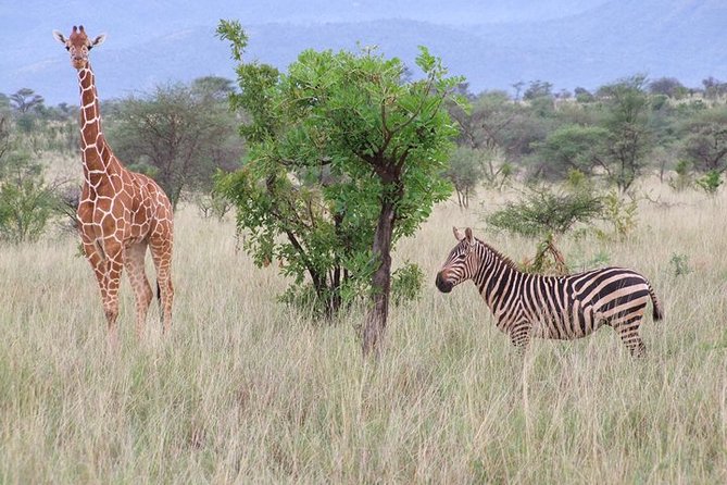Tsavo East and Ngutuni Sanctuary Safari 3 Days From Mombasa - What to Expect on the Safari