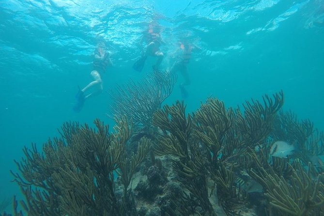 Tulum Ruins Swim With Turtles in Akumal and Cenote - Pickup and Timing