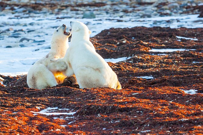 Tundra Buggy Autumn Day Tours - Meeting and Logistics