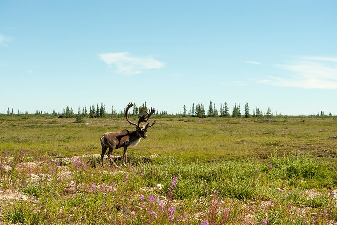 Tundra Buggy Summer Day Tours - Accessibility