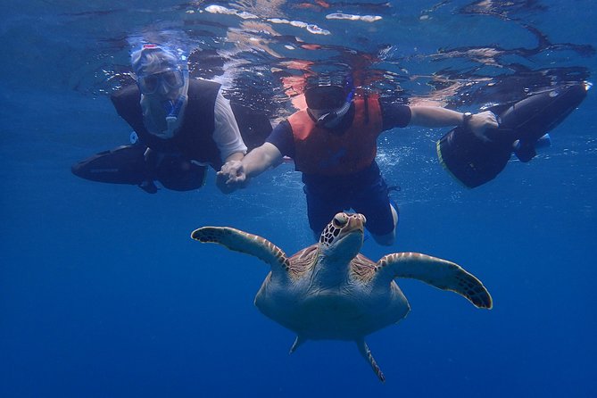 Turtle Beach Power Snorkeling Adventure Pickup Excluded - Meeting and End Point
