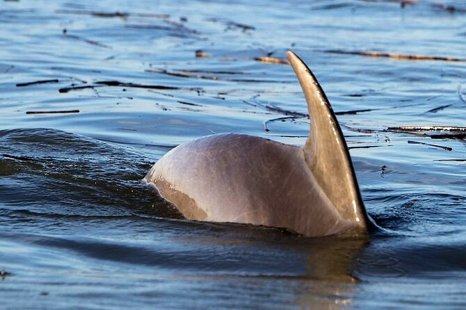 Two Hour Large Group Dolphin Tour - Booking Information