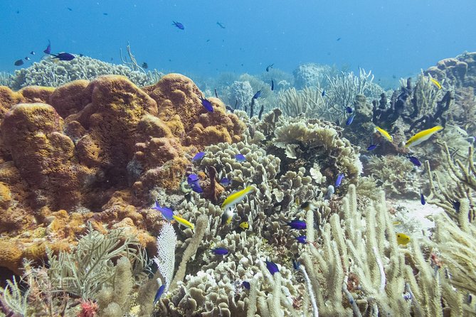 Two Reef Discovery Dives With Professional Instructor (No Experience Necessary) - Health and Safety Considerations