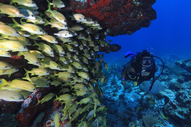 Two Tanks Scuba Diving for Beginners in Cancun - Pricing and Booking Information