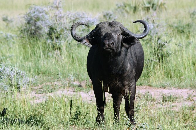 Uganda Wildlife Holiday - 8 Days - Accommodation and Meals