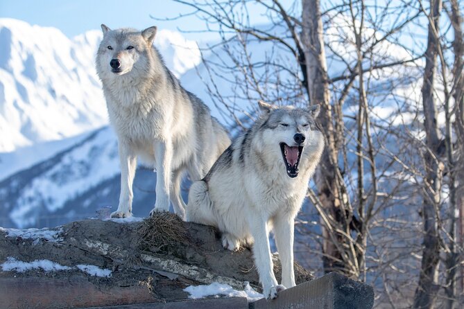 Ultimate Anchorage Winter Wildlife & Sunset Tour - Personalized Experience With Local Insights