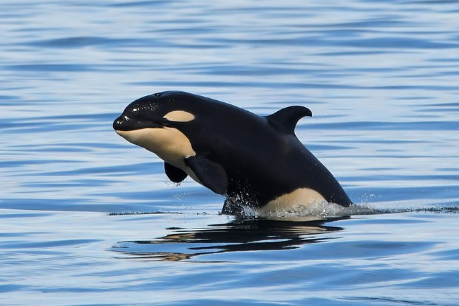 Victoria Whale and Wildlife Cruise - Accessibility Information
