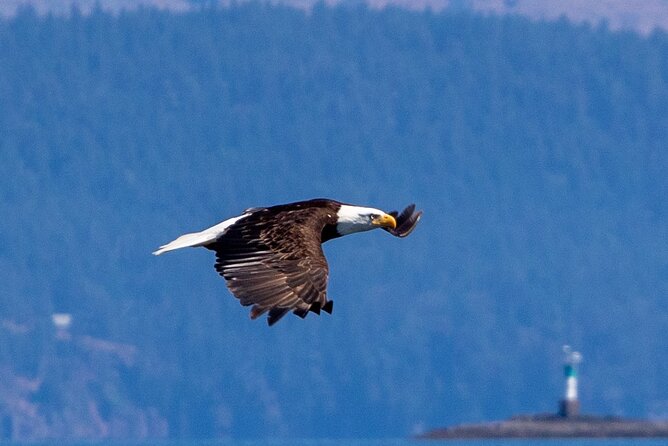 Victoria Whale Watching Tour on a Covered Vessel - Customer Testimonials and Feedback