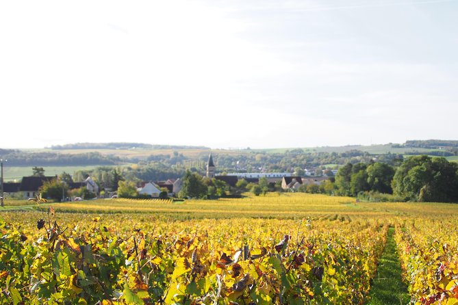 Vineyard Walking Tour & 5 Champagnes Tasting - Winemakers Insights