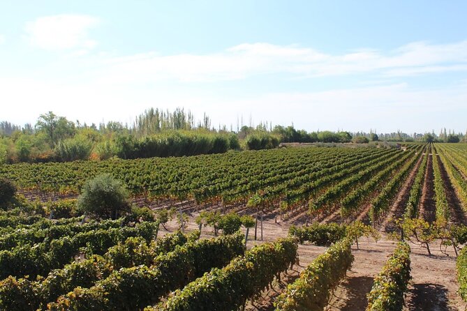 Visit 3 Wineries With Lunch With Unlimited Wine/Private Transfer - Booking and Confirmation Process