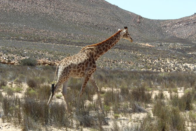 Visit African Big 5 Safari Aquila Game Reserve From Cape Town - Full Day - Meeting and Pickup Locations