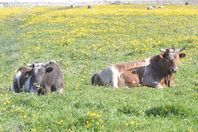 Visit the Mykonian Farm in Mykonos - Accessibility and Participation