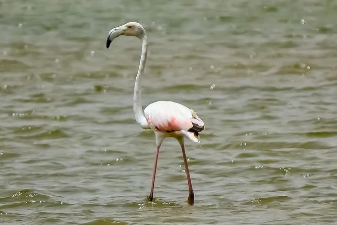 Visit the Souss Massa National Park Including Lunch From Agadir - Convenient Pickup Options
