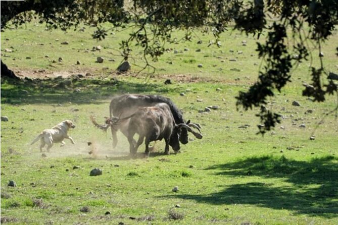 Visit to a Brave Bull Farm in Andalusia - Feeding and Interacting With Bulls