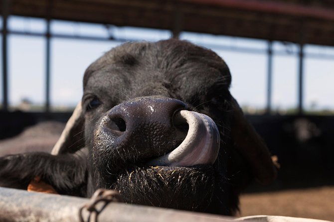 Visit to the Bufale and Dairy Farm With Cheese Tasting - Meeting and Pickup Details