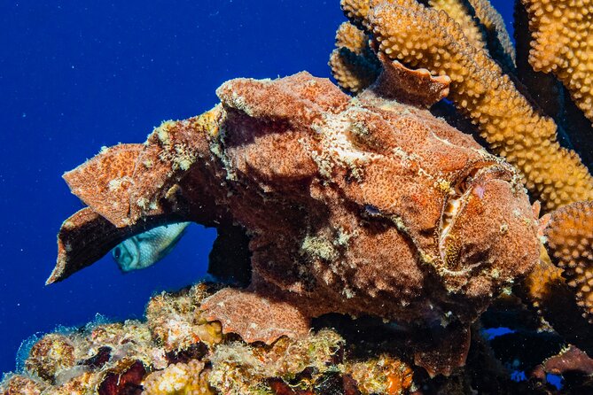 Waikiki Sunset Night Dive Adventure - Certified Divers ONLY - Meeting Location