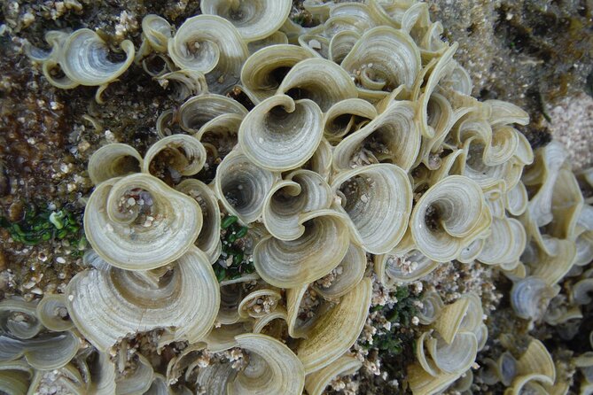 Waikiki! Very Shallow Snorkeling Fish Marinelife!Free Pics&Video! - Accessibility Information