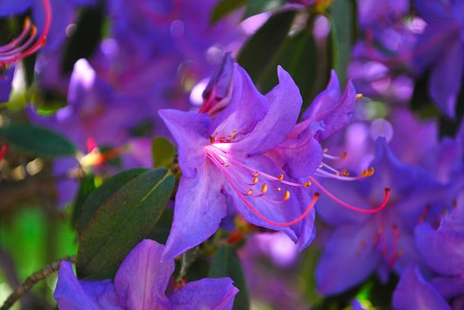 Walking Tour With a Private Tour Guide in the Botanical Gardens of Villa Taranto - Location and Access