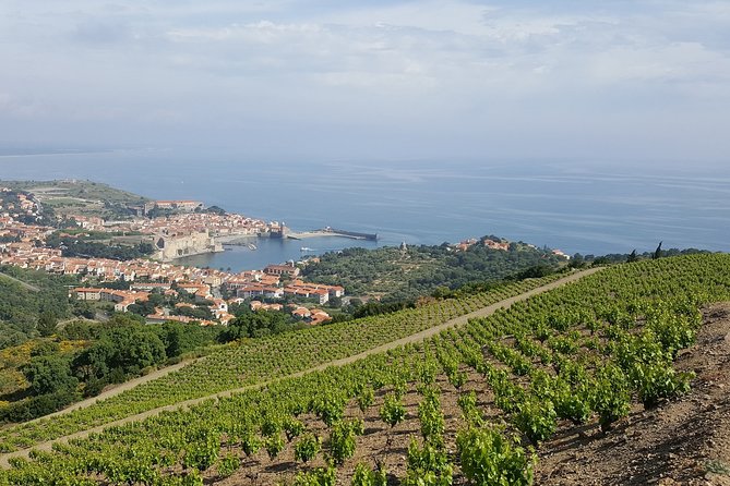Walks in the Heart of the Secret Vineyards Around Collioure, Tastings - Accessibility and Health Restrictions