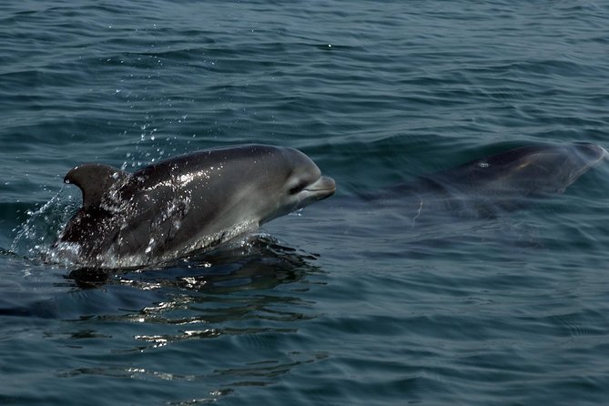 Watch and Swim With Dolphins in the Wild - Traveler Reviews