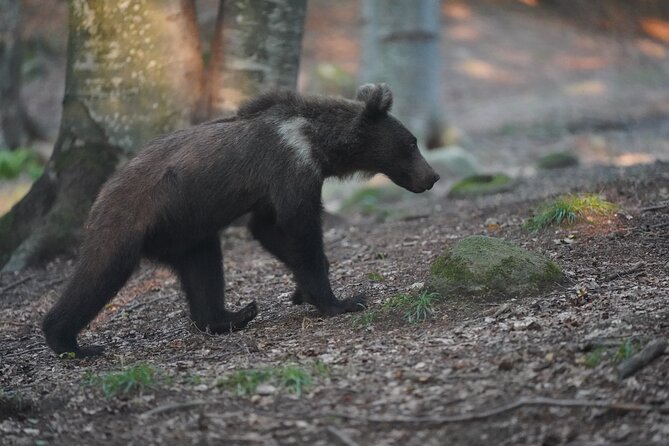 Watching Brown Bear Experience and Gulyas Taste From Brasov - Transportation and Meeting Points