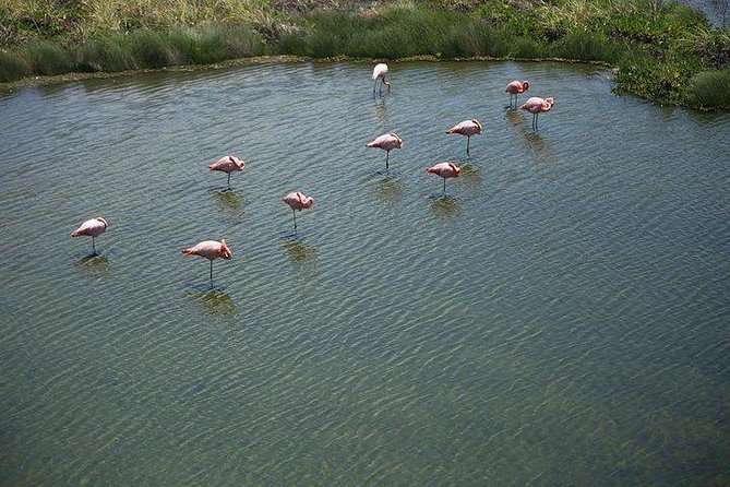 Wetlands Tour With Wall of Tears From Isabela Island - Meeting and Pickup