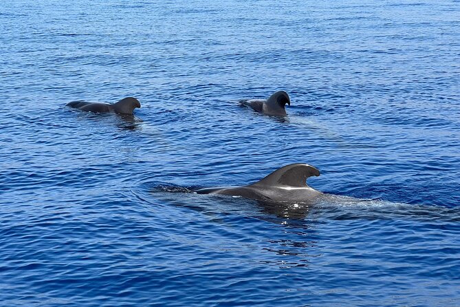 Whale and Dolphin Watching Tour Los Gigantes and Masca in Small Groups - Meeting Point and Pickup Location