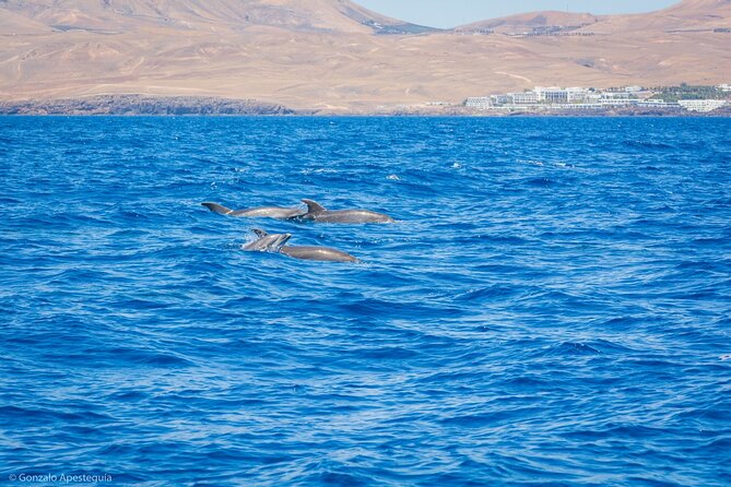 Whale & Dolphin Observation on Silent Catamaran With Hydrophone - Crews Insightful Cetacean Information