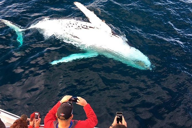 Whale & Dolphin Watching Cruise in Puerto Vallarta All Inclusive - Meeting Point and Directions