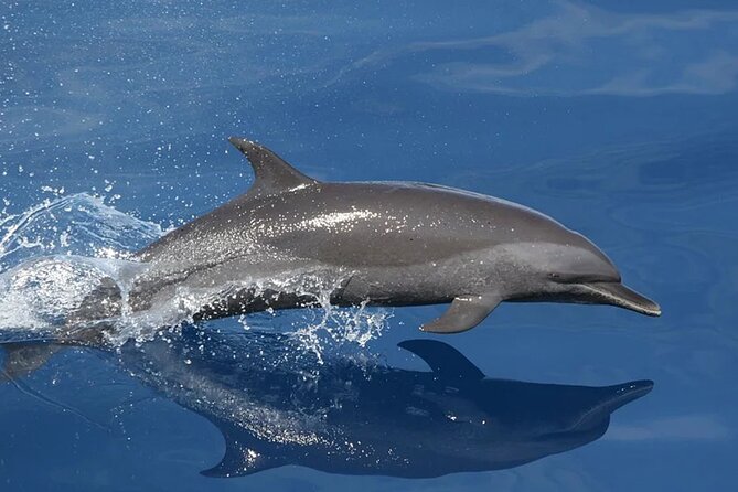 Whale & Dolphin Watching in Tenerife (Puerto Colon) On a Large Catamaran - Meeting and Pickup Details