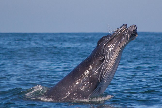 Whale Encounter Puerto Vallarta - Meeting Point and Logistics