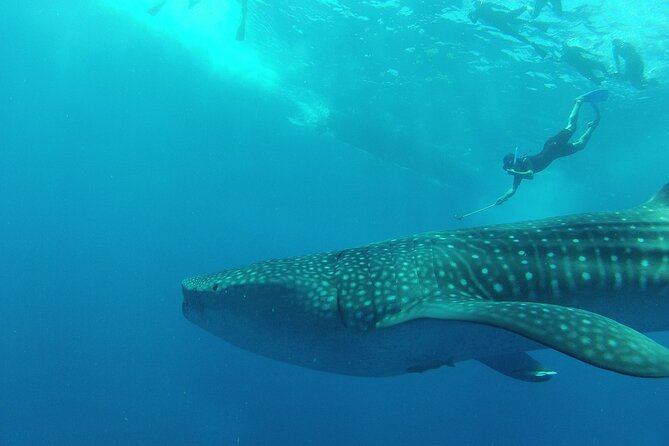 Whale Shark Snorkeling Experience From Cancun and Riviera Maya - Cancellation and Flexibility
