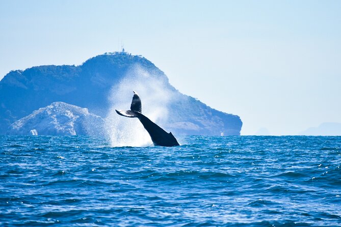 Whale Watching - Customer Feedback and Reviews