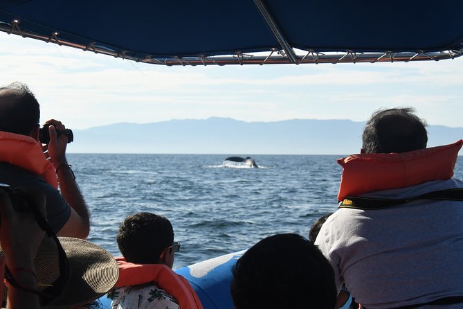 Whale Watching Afternoon Departure - Cancellation Policy and Pricing